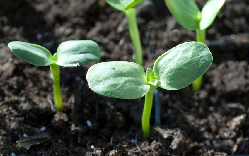 Sunflower sprout